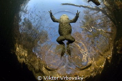 Lesson of frog kick by Viktor Vrbovský 